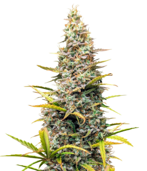 1743522863373.png 1743522863373.png