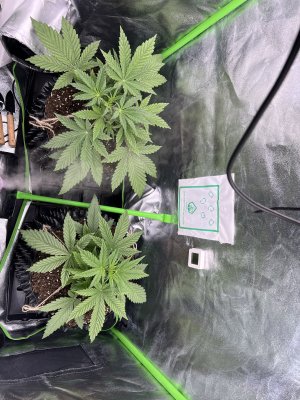 IMG_6247.jpeg IMG_6247.jpeg