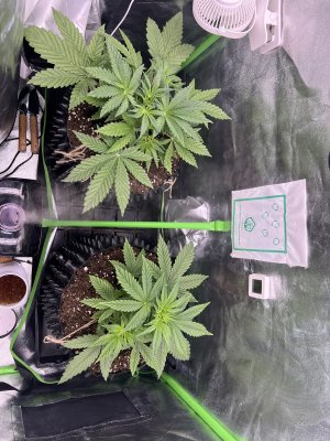 IMG_6260.jpeg IMG_6260.jpeg