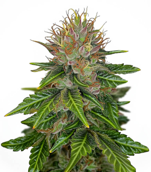 1744052151686.png 1744052151686.png