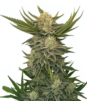 1744052496563.png 1744052496563.png