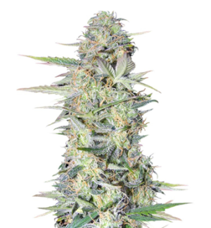 1744183566037.png 1744183566037.png