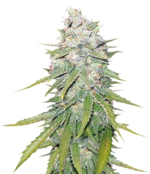 1744183569885.png 1744183569885.png