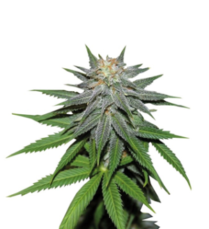 1744183573252.png 1744183573252.png