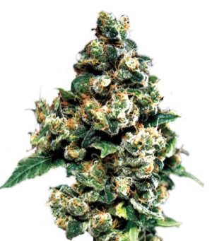 1744453649472.png 1744453649472.png