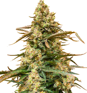 1744656139308.png 1744656139308.png