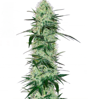 1744656142877.png 1744656142877.png