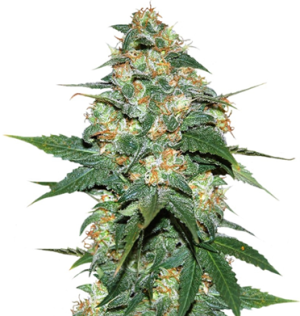 1744734740030.png 1744734740030.png