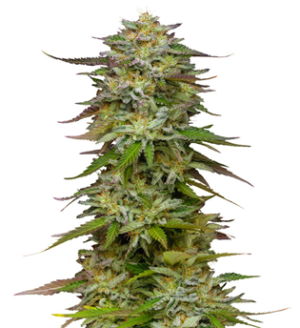 1744804234961.png 1744804234961.png