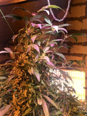 IMG_0520.jpeg