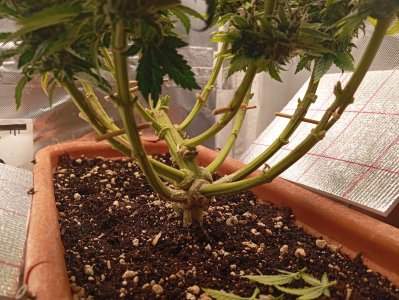 91 дн стресс.jpg