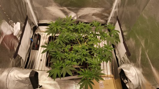 IMG_20250423_182444_683 (1).jpg