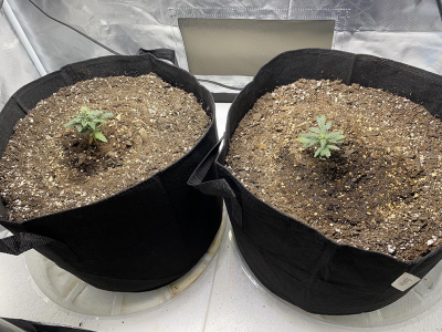 1745484803057.png 1745484803057.png