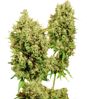 1745587252404.png 1745587252404.png