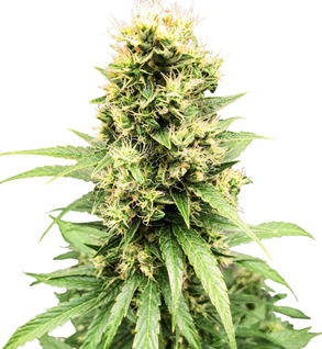 1745741015714.png 1745741015714.png