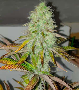 1745854978318.png 1745854978318.png