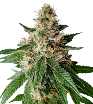 1745855043424.png 1745855043424.png