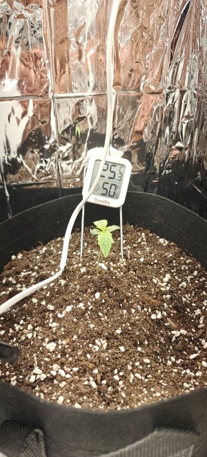 IMG20250428215727.jpg IMG20250428215727.jpg