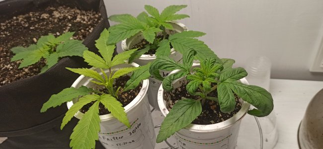 IMG_20250429_065038.jpg IMG_20250429_065038.jpg