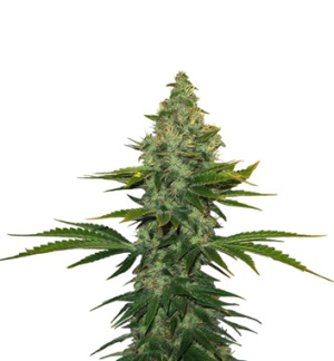 1746012589506.png 1746012589506.png