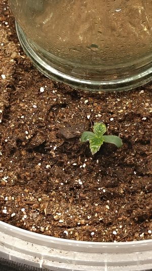 IMG_20250430_174653_378.jpg IMG_20250430_174653_378.jpg