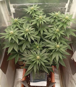 1000017533.jpg 1000017533.jpg