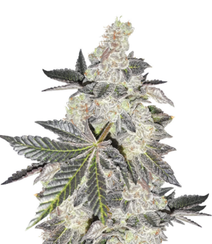 1746691175066.png 1746691175066.png