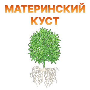 Materinskij kust.png