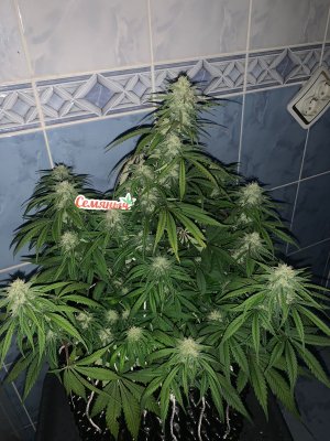 9AF71A63-3A62-4C5A-BB3D-0C8A4C5DE577.jpeg 9AF71A63-3A62-4C5A-BB3D-0C8A4C5DE577.jpeg