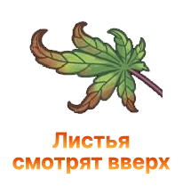 Listya konopli smotryat vverh.png Listya konopli smotryat vverh.png