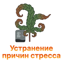 Stress konopli - chto ne tak s moim kustikom.png