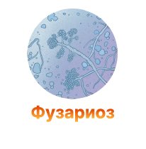 Fuzarioz – gribkovoe zabolevanie-100.jpg Fuzarioz – gribkovoe zabolevanie-100.jpg