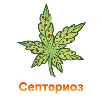 Septorioz listev konopli-100.jpg