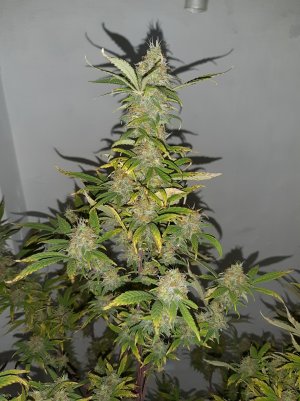 20220418_230411.jpg 20220418_230411.jpg