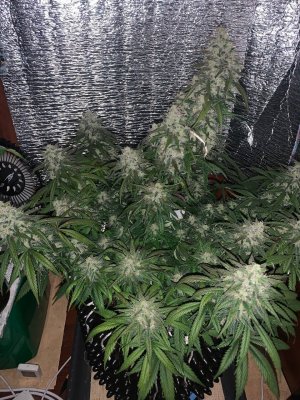 4183D49C-8C6E-42D1-820C-E6B53990F0E2.jpeg 4183D49C-8C6E-42D1-820C-E6B53990F0E2.jpeg