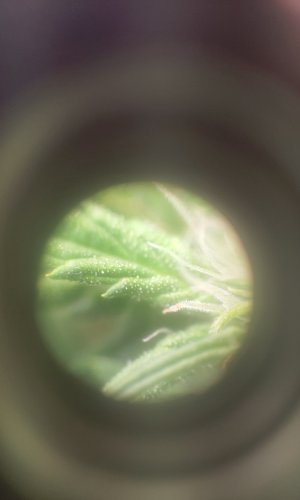 P50509-073554(1).jpg P50509-073554(1).jpg