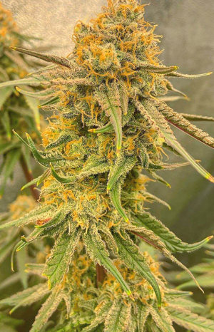 Снимок экрана 2025-05-11 161352.png