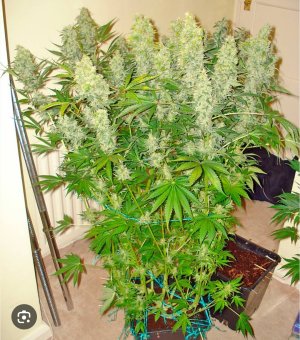 S50511-22503624.jpg S50511-22503624.jpg