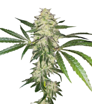 1747051760658.png 1747051760658.png