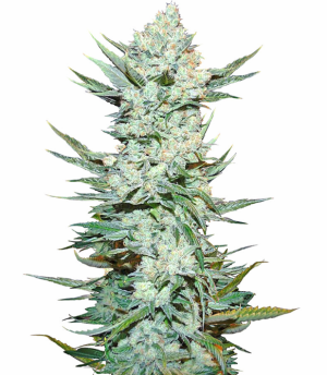 1747903728365.png 1747903728365.png