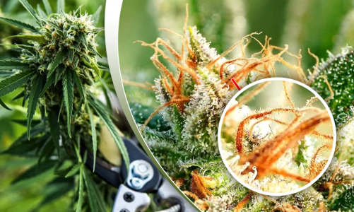 1747988376539.png 1747988376539.png