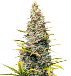 1748363888374.png 1748363888374.png