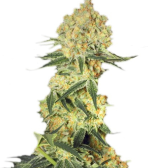 1748363897714.png 1748363897714.png