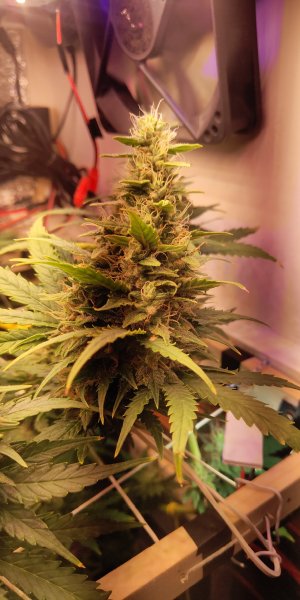 IMG_20250528_170643_256.jpg IMG_20250528_170643_256.jpg