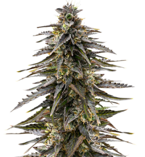 1748526221599.png 1748526221599.png