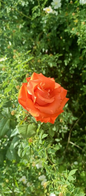 IMG_20250530_134051_909.jpg IMG_20250530_134051_909.jpg