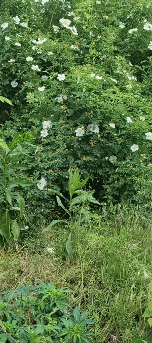 IMG_20250530_151904_695.jpg IMG_20250530_151904_695.jpg