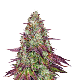 1748946305131.png 1748946305131.png