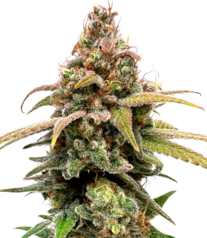 1748954358975.png 1748954358975.png