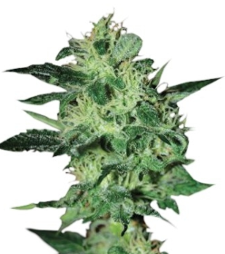 1748954376672.png 1748954376672.png